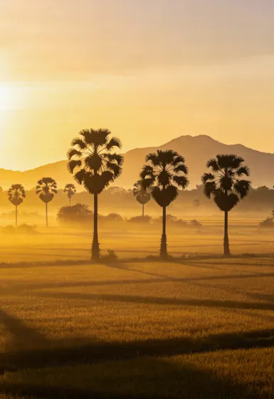 Golden Sunrise Misty Rice Field Palmyra Palms