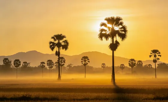 Golden Tropical Sunrise Palm Trees Foggy Field