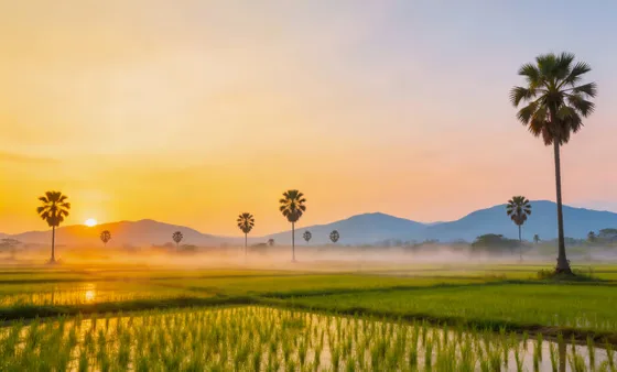 Golden Sunrise Misty Rice Field Landscape