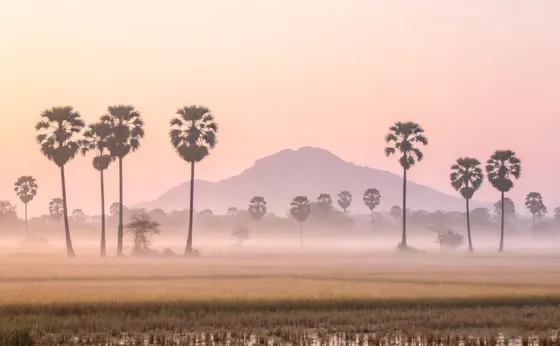 Serene Foggy Landscape Palm Trees Sunrise