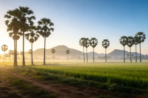 Golden Morning Mist, Palm Tree Landscape