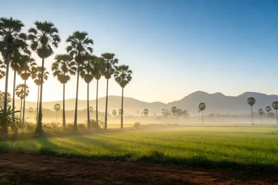 Misty Morning Palm Trees Rice Field