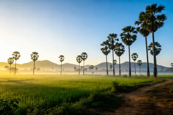 Misty Rice Field Sunrise with Palm Trees