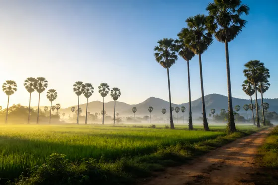 Misty Tropical Morning: Golden Light Over Landscape