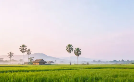 Misty Morning Green Rice Fields Village