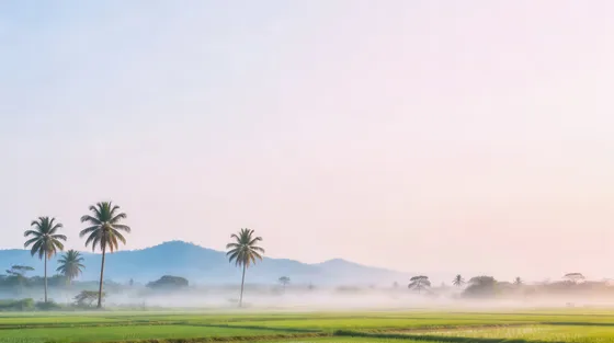 Misty Morning Tropical Rice Field Landscape
