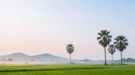 Sunrise over serene misty rice fields