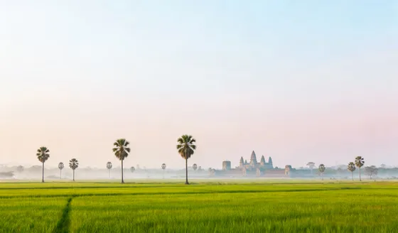 Angkor Wat Temple Misty Green Rice Fields