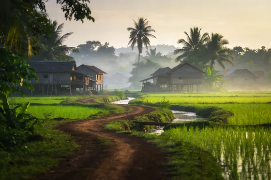 Sunrise Over Rural Rice Field Village