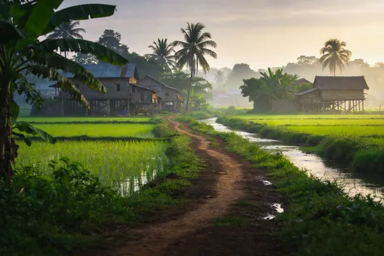 Misty Tropical Morning Village Rice Fields