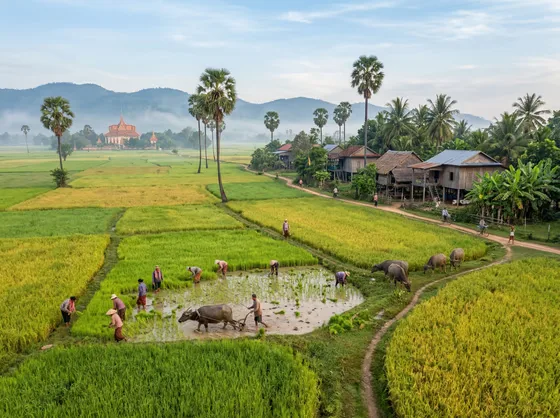 Farmers Cultivating Paddy Fields Rural Landscape