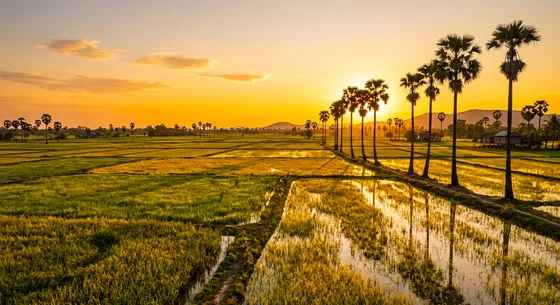 Warm Cambodian Sunset Over Rice Fields