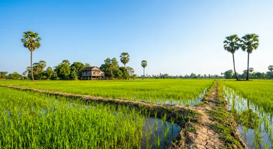 Serene Cambodian Rice Fields Palm Trees