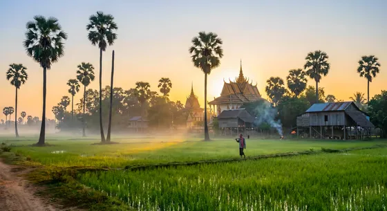 Golden sunset over Cambodian rice field village with sugar palm trees
