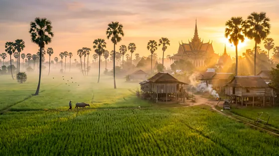 Sunrise over Cambodian countryside rice fields with palm trees landscape