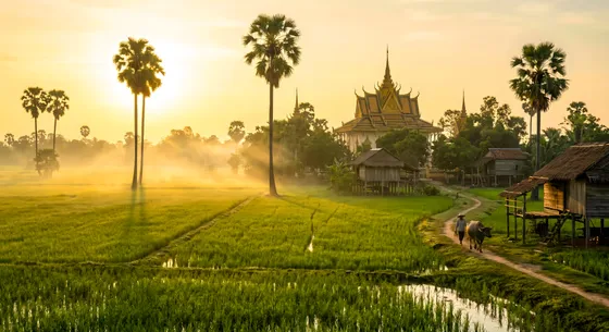 Peaceful Cambodian rural village landscape with rice fields and palm trees