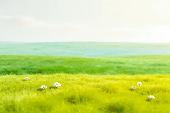 Field Of Grass With Daies In The Fore