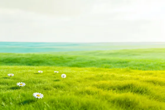 Field Of Grass