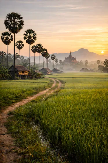 Rice Field With Man Walking In The Middle