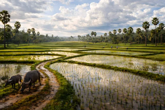Man Is Plowing His Cattle Through A Flooded Rice Field