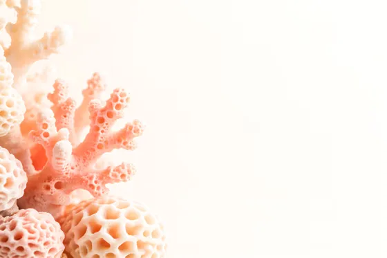 Corals And Corals On A White Background