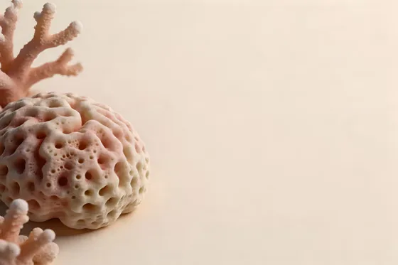 Coral On A White Surface