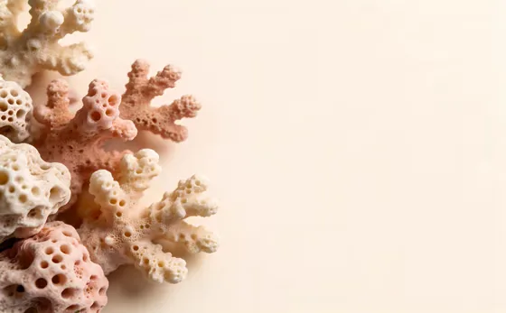 Pile Of Corals On A White Surface