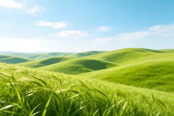 Green Grass In The Field