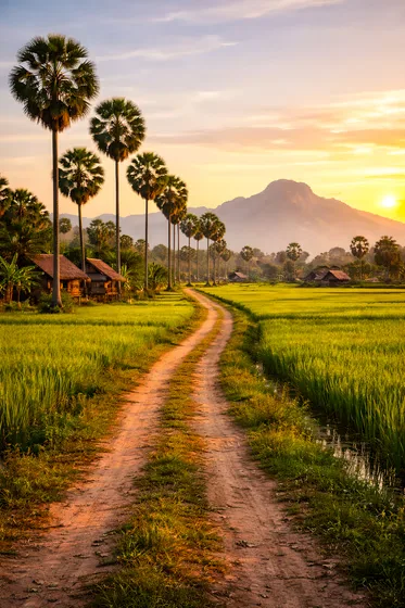 Village In A Rice Field