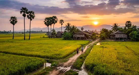 Rice Fields In Countryside Of Thailand